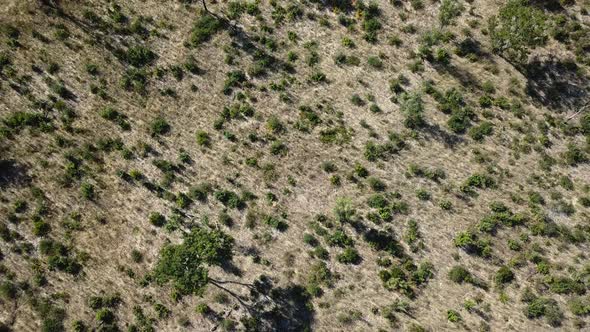 Aerial View  the Savannah, Kalahari Namib Desert Botswana, Africa. Dron Shot