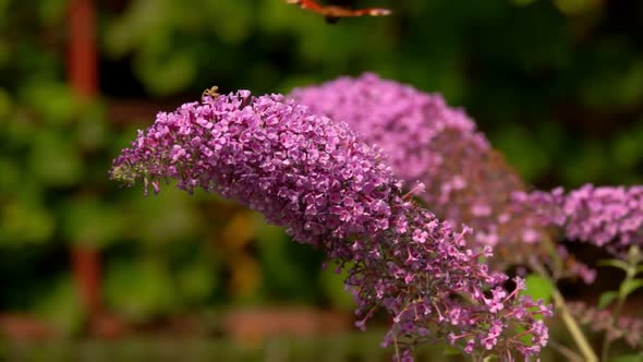 Peacock Butterfly Sits on a Pink Buddleja Flower