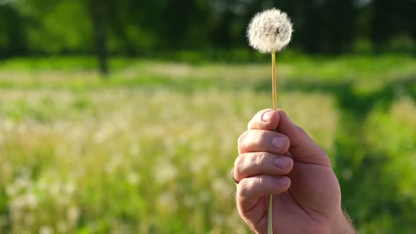 Macro Shot of Dandelion Being Blown in Super Slow Motion