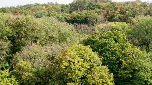 Mixed trees in woodland