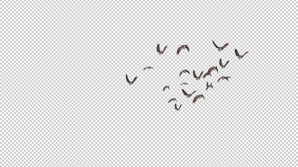 Sparrow Birds - Flock 21 Flying Over Screen - Side Angle - Transparent Transition - Alpha Channel alt