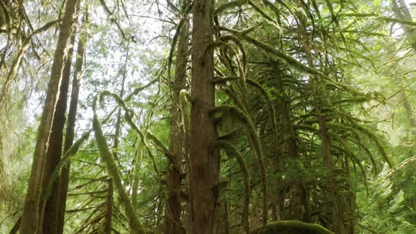 Beautiful Morning in Green Rainforest Forest Covered with Lavish Greenery and Green Moss