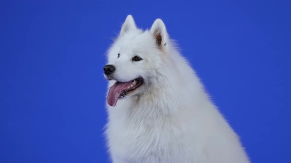 Side View of a Dog of the Samoyed Spitz Breed in the Studio on a Blue Background
