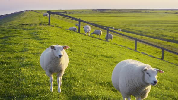 Two young organic farming sheep lambs CLOSE at Dutch sea dike