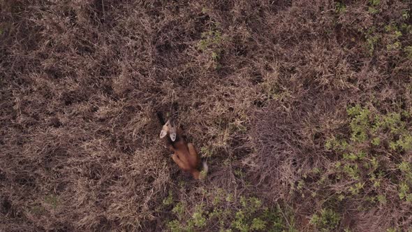 Maned wolf seen from drone while eats lobeira wolf fruit