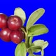 Cowberry Berries Seamless Rotation with Alpha Channel - VideoHive Item for Sale