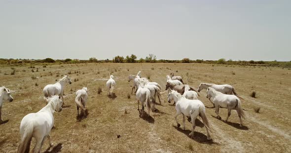 Horses in the Camargue France