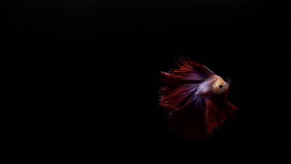 Vibrant and colourful Siamese fighting fish Betta splendens, also known as Thai Fighting Fish or bet
