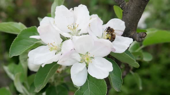 Bee Collects Nectar on Blossoming Apple Tree Flower