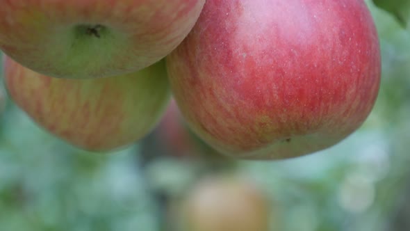 Juicy organic healthy apples hanging on the tree branch 4K 2160p 30fps UHD video - Slow tilting on a