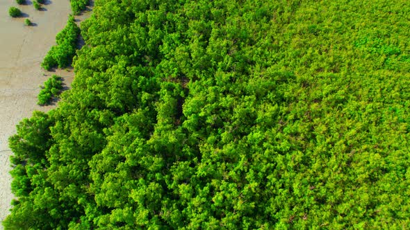 An aerial view from a drone flying over the mangrove forests along the coast