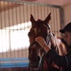 Woman Putting Stirrup on Horse at Horse Farm - VideoHive Item for Sale