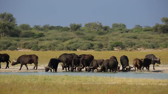 African Buffaloes Drinking Water
