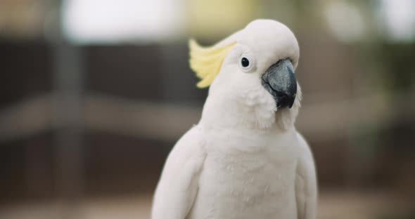 Close up of Sulphur-crested cockatoo, shallow depth of field