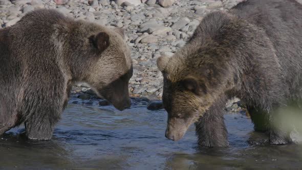 Close Up of Grizzly Bears Showing Teeth