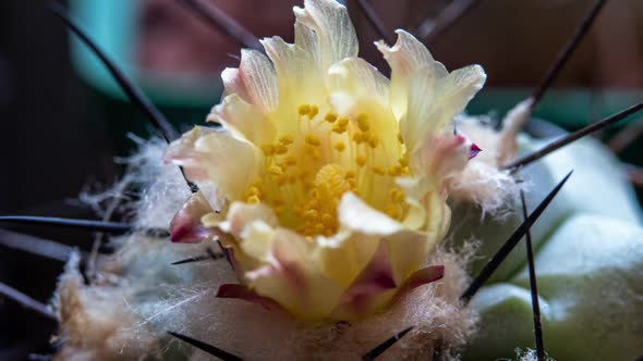 Opening Blossom of Cactus. Copiapoa Montana Blooming Flower in Time Lapse