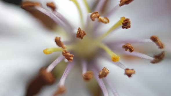 Quince Flower Pestle in Blooming Bud Round Panning