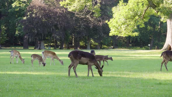 A Herd of Fallow Deer Grazes in a Meadow By a Forest on a Sunny Day