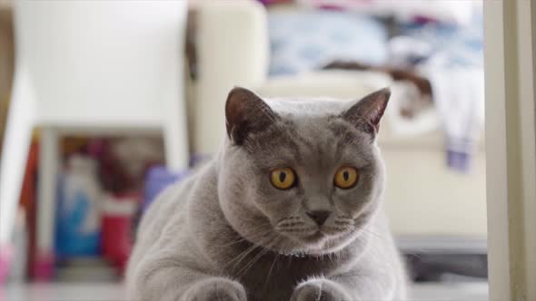 Cute Gray Cat Looking at Hand of Owner on Floor at Home