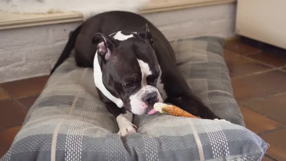 Dog Lying on Cushion Chewing Pet Treat indoor.