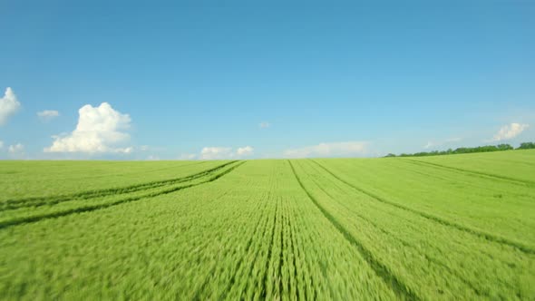 Flying Over a Green Wheat Field, Clear Blue Sky, Power Loop at the End. Agricultural Industry