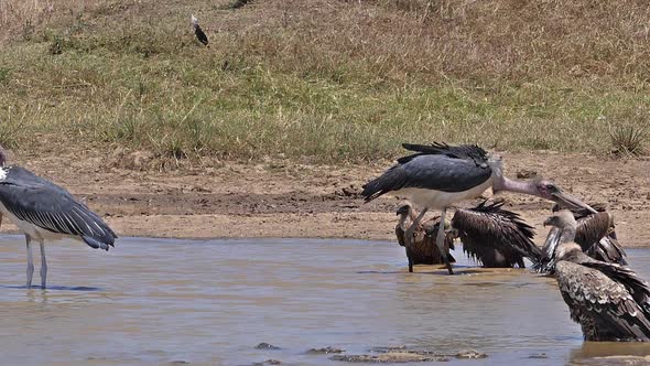 980156 African white-backed vulture, gyps africanus, Group standing at the Water Hole, having Bath,