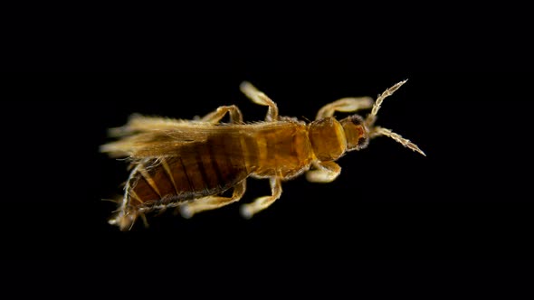 Insect Thysanoptera under a microscope