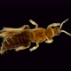 Insect Thysanoptera under a microscope - VideoHive Item for Sale