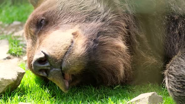 A Large Grizzly Bear Sleeps in the Woods