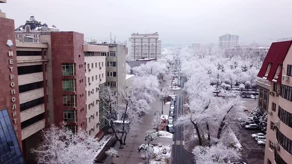 Snow-white trees among the stone houses of city