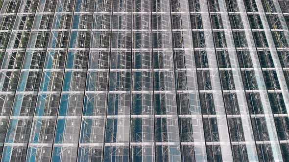 Roof of a Modern Greenhouse on Top, Industrial Vegetable Farming Concept