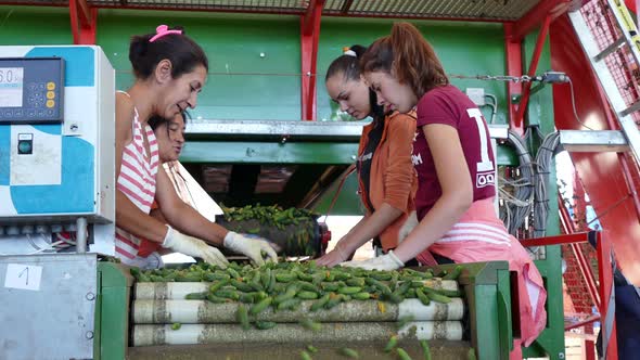 Women Work on the Cucumber Selection Line