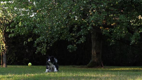 Border Collie Dog walking on Grass, Playing Ball, Slow motion