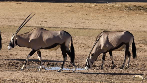 Gemsbok Antelopes At A Waterhole - Kalahari Desert