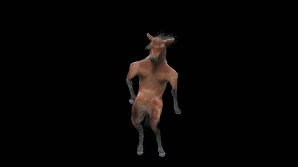 30 Horse Dancing HD