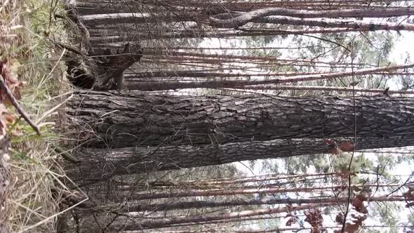 Vertical Video of Beautiful Forest Landscape