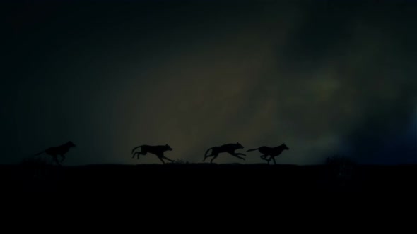 Four Wolves Running Through A Lightning Storm