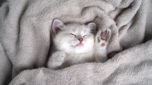 Cute Fluffy White Kitten Sleeping Covered with a Gray Soft Blanket the Concept Animals and Love
