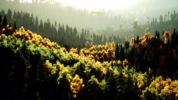 Bright Sunset in the Mountains with Forest