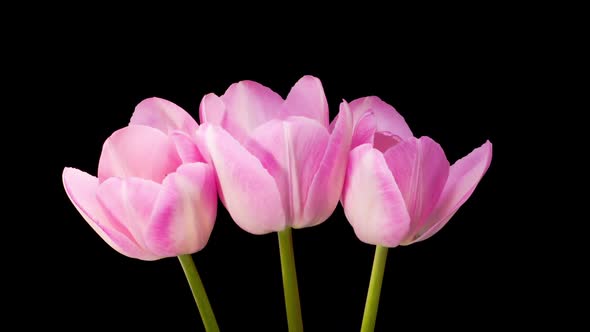 Timelapse of Pink Tulips Flowers Opening