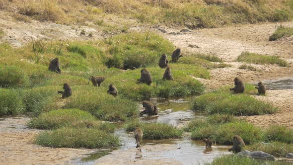 Baboons in Africa