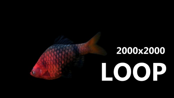 3D Fish Loop Animation