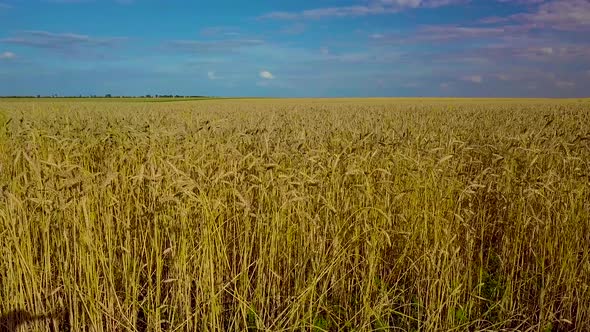 Wheat Field. Golden Ears of Wheat on the Field. Wheat Field Top View