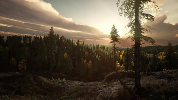 Sunlight in Forest at Sunset