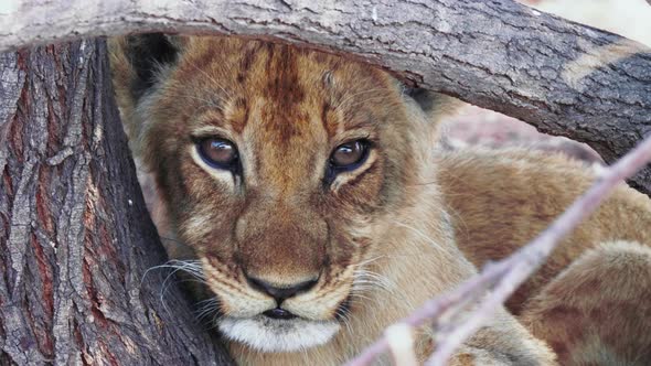 Three-Month Old Lion Cub Looking At The Camera Under The Tree Branch While Resting In Nxai Pan, Bots