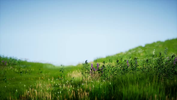 Field of Green Fresh Grass Under Blue Sky