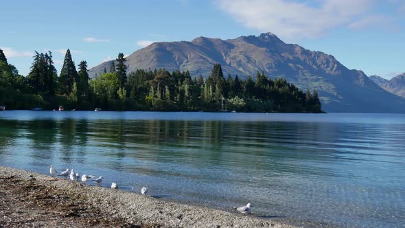 A group of seagull rest at the bank of Lake Wakatipu, Queenstown