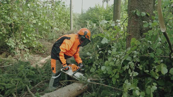 Female Logger in the Forest Young Woman Specialist in Protective Gear Cuts a Tree Branches with a