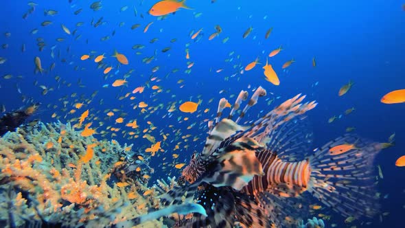 Lionfish Sea Tropical Life