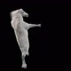 39 White Horse Dancing HD - VideoHive Item for Sale